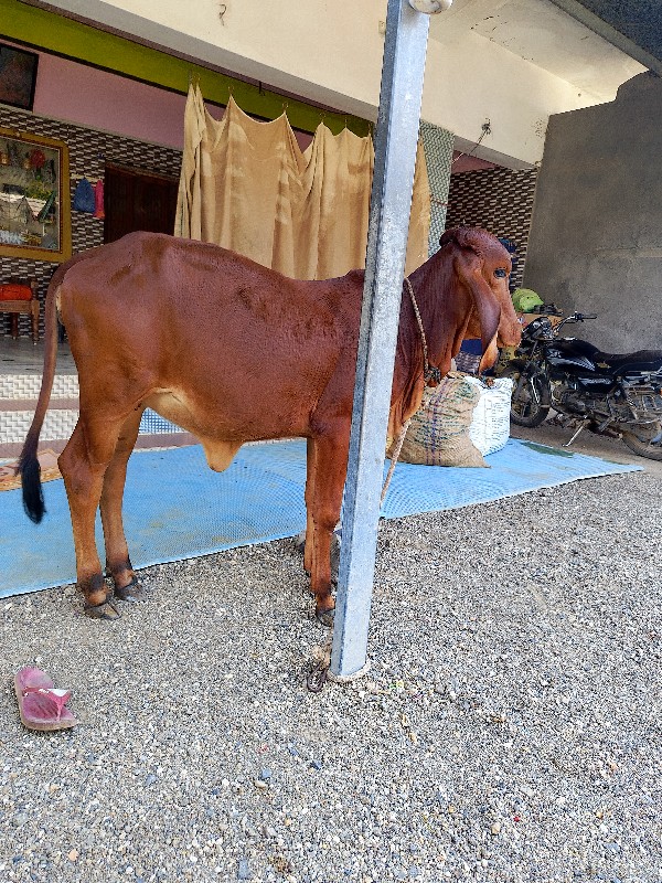 દેશી નાની
વાછરડ...