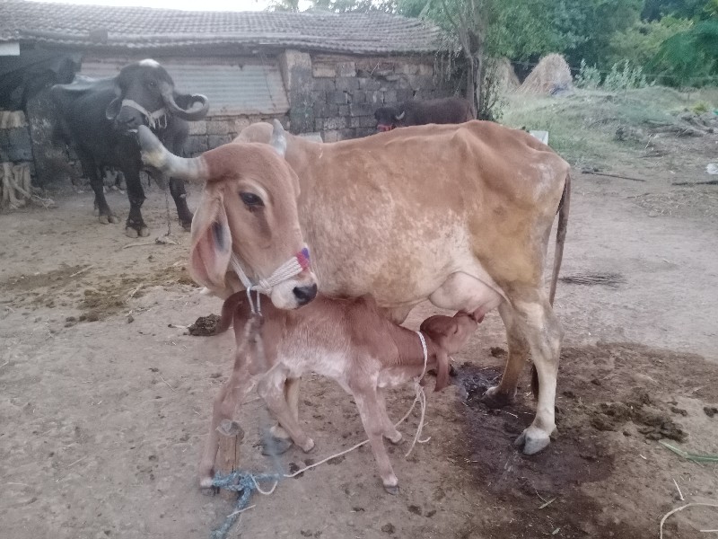 ગાય વેચવાની છે