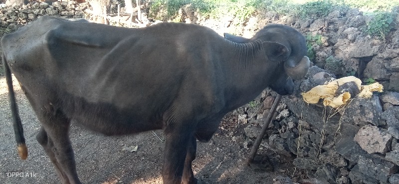 ખડેલી વેચવાની છ...