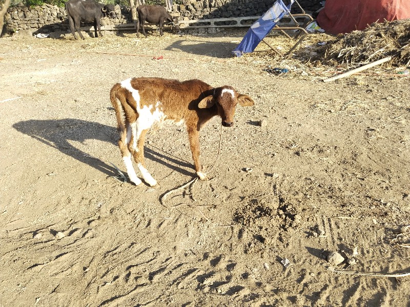 ગાય વેચવાની છે