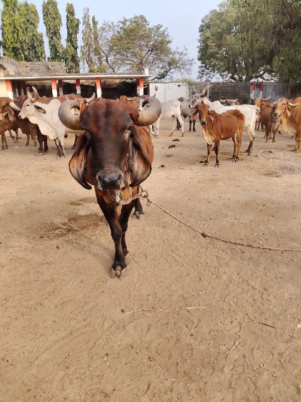 ગાય