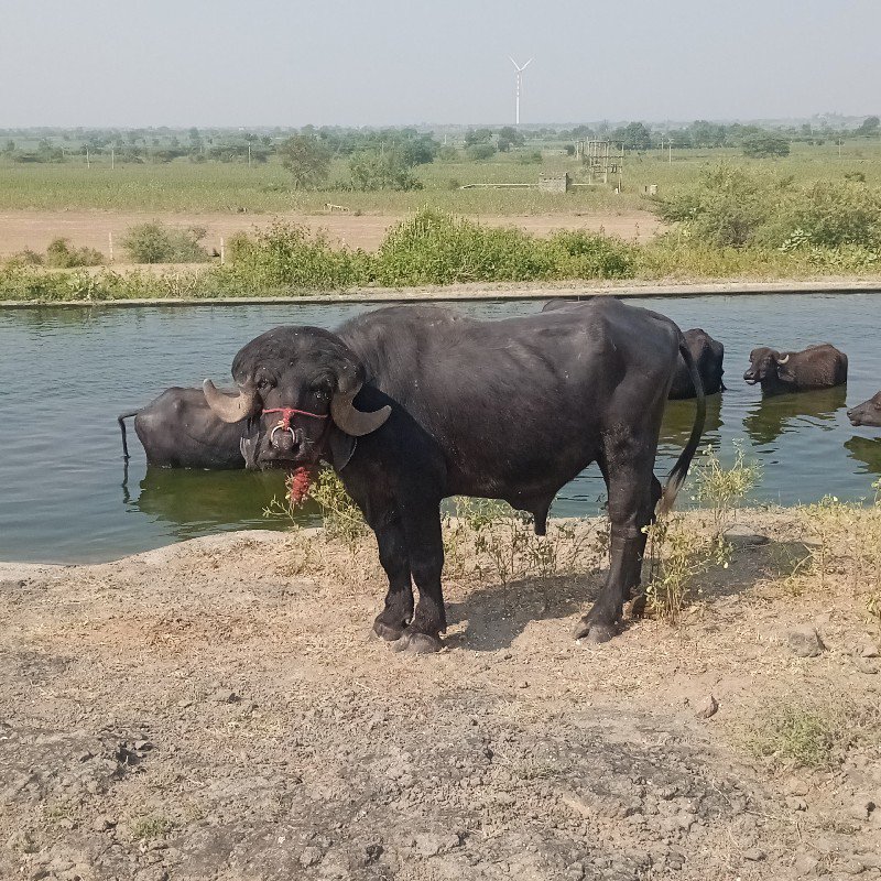 પાડો વેચવાનું છ...