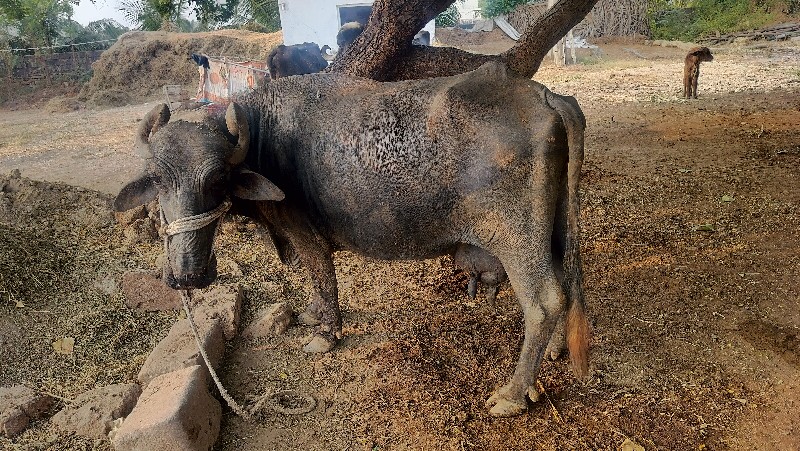 ભેંસ વેચવાની છે