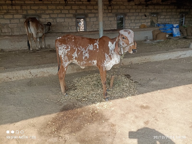 વાસડી વેસવાનીસે