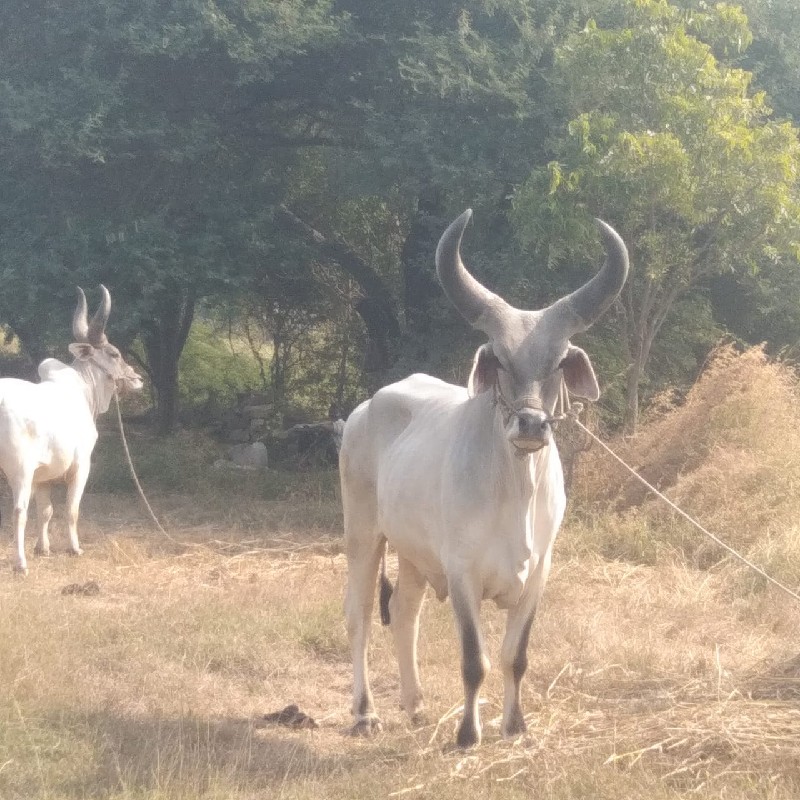 બળદ વેચવા ના સે