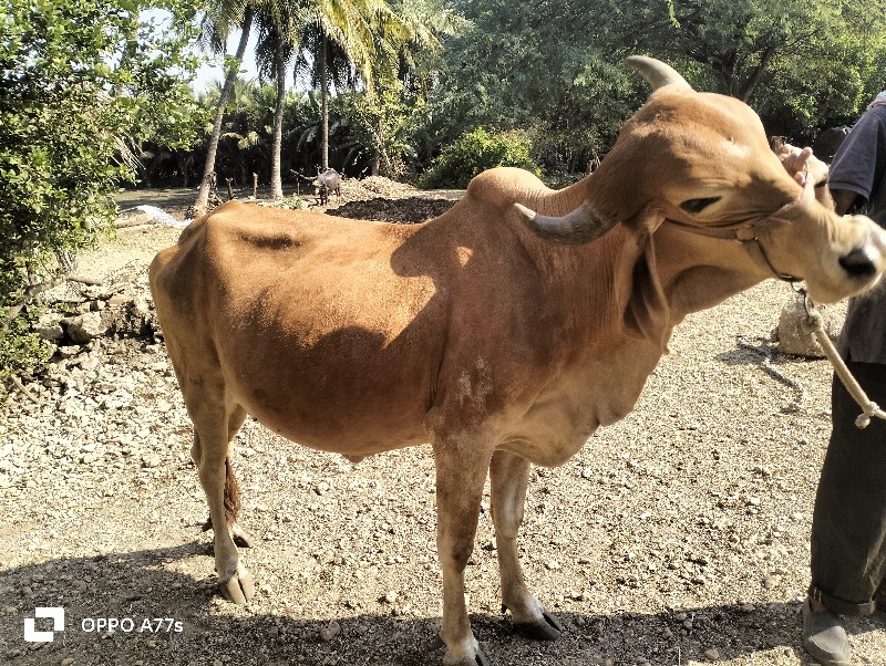 ગાય વેચવાની છે