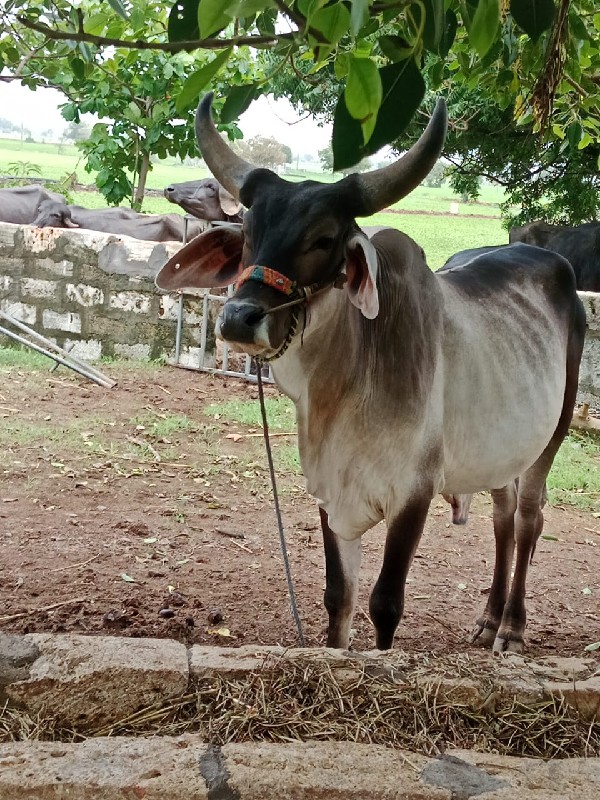 બળદ વેચવાનો છે