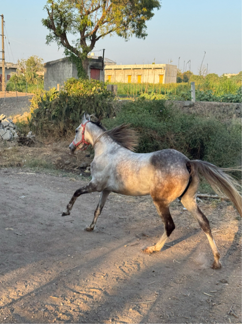 રોજી વેચવા ની છ...