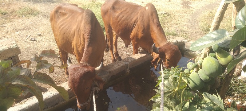 પેલી ધરના કોડલા