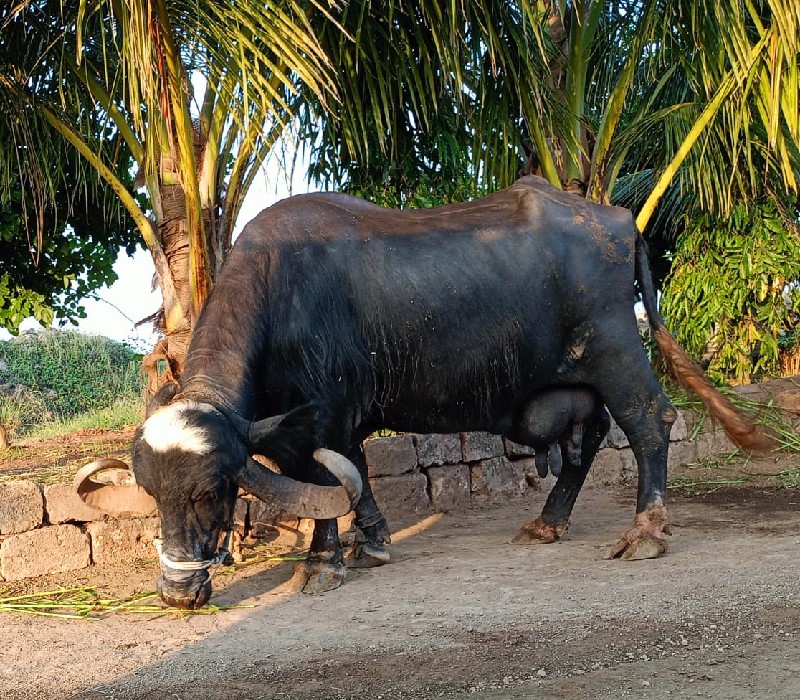 વેચવાની છે એક મ...