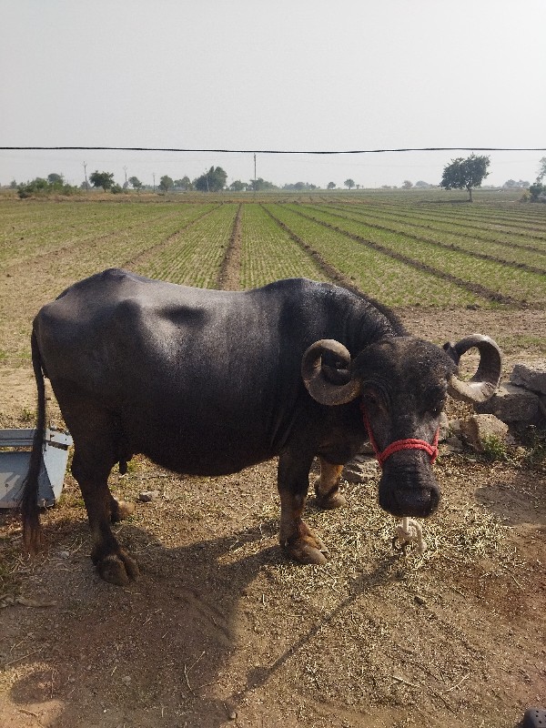 ભેસ વેચવાની છે