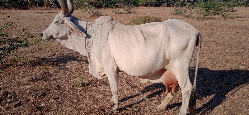 ગાય વેચવાની છે