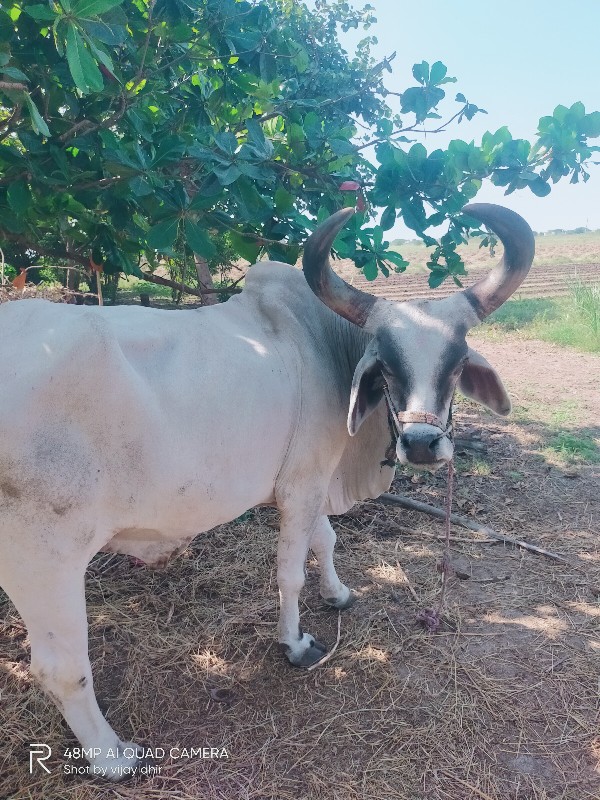 બળદ વેચવા ના છે