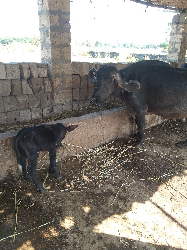 ભેંશ વેચવાની છે