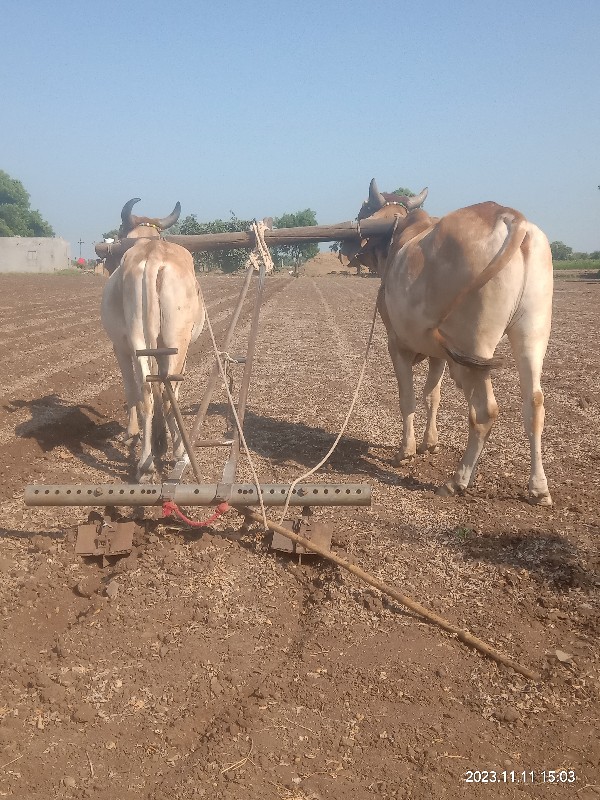 ગોઢલાવેશવાનાછે