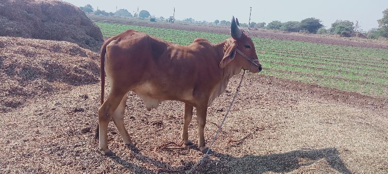 ગોધલો