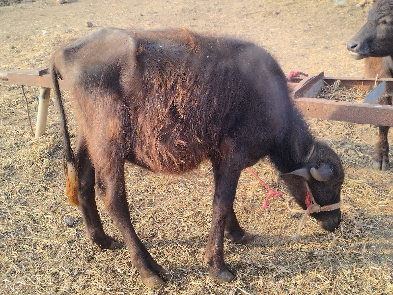 આ પાડી વેચવા ની...