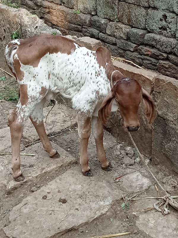 ગાય દેવાનીછે