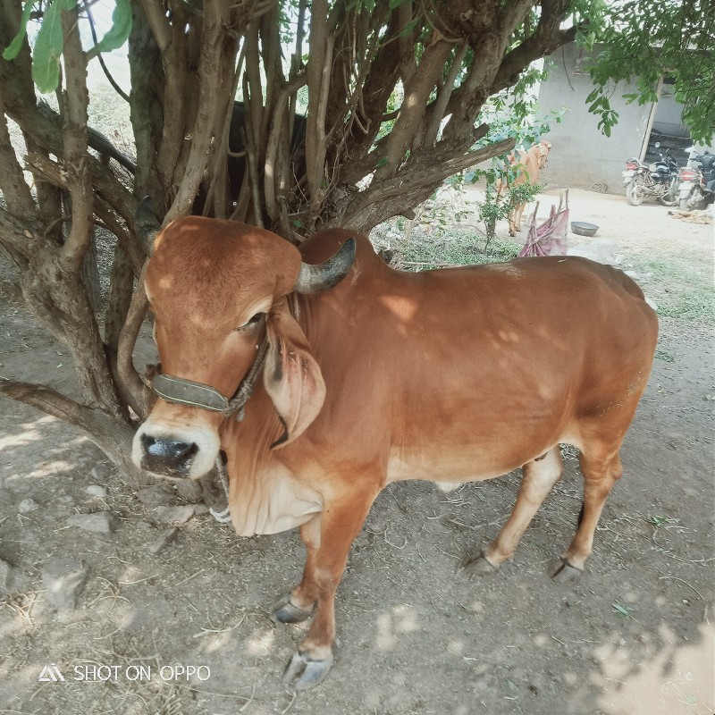 ગાય