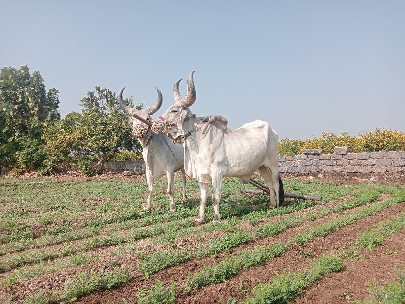 બળદ વેચવાના છે