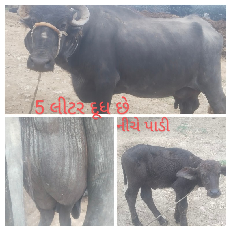 3 ભેંસ વેચવાની...