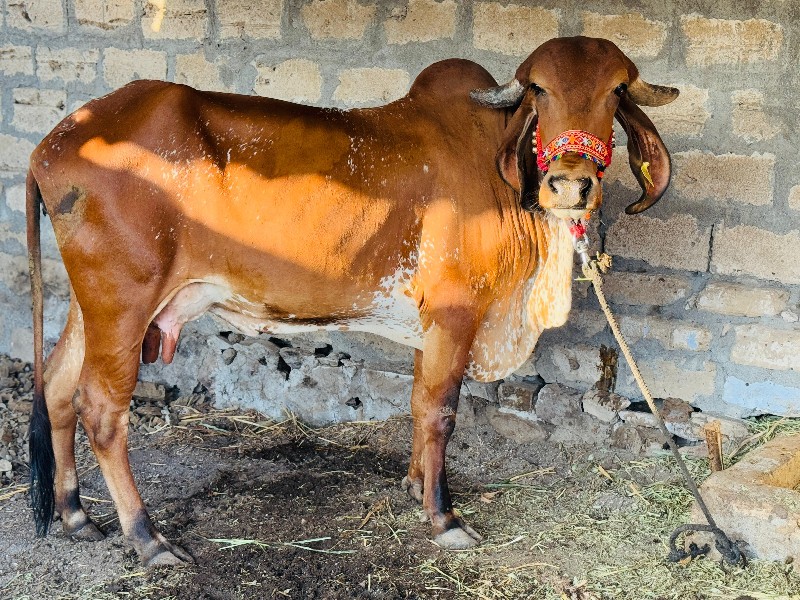 હોડકી વેચવાની છ...