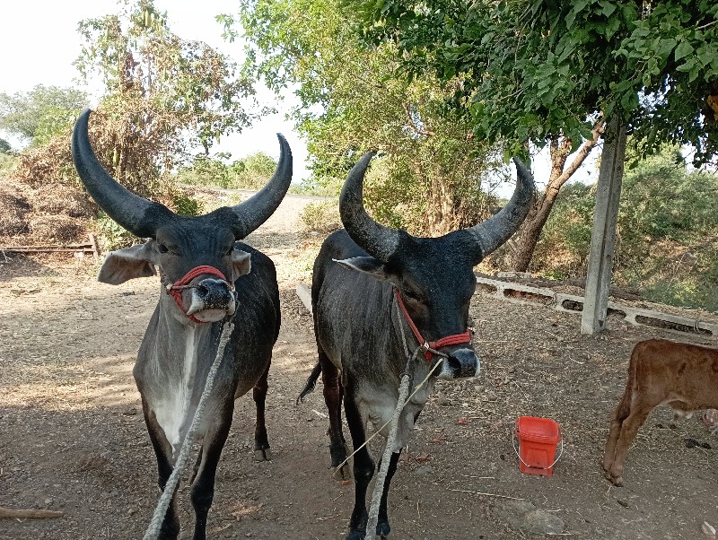 ગોખલા છ દાતે