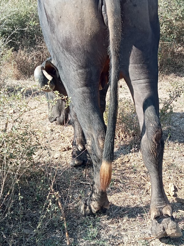 બીજા વેતર મા બે...