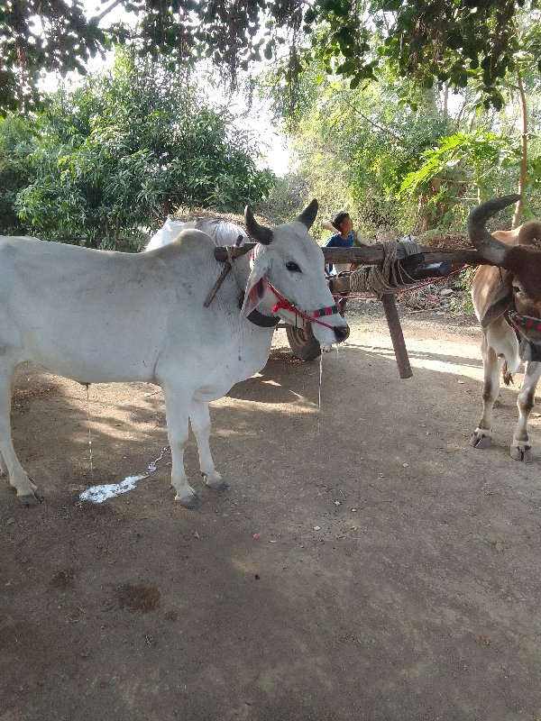 બળદ વેચવાના છે