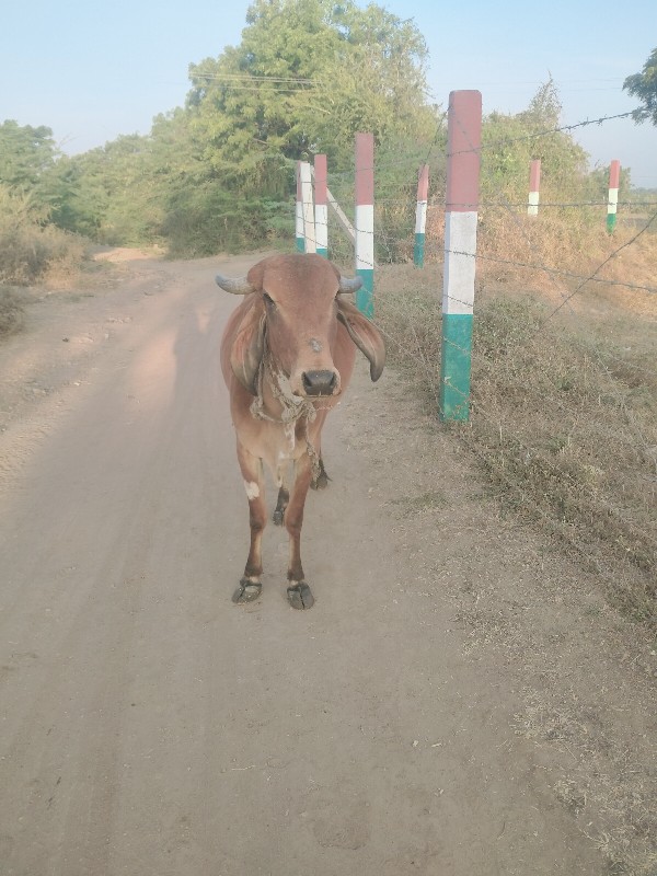 ગામ વેચવાની છે