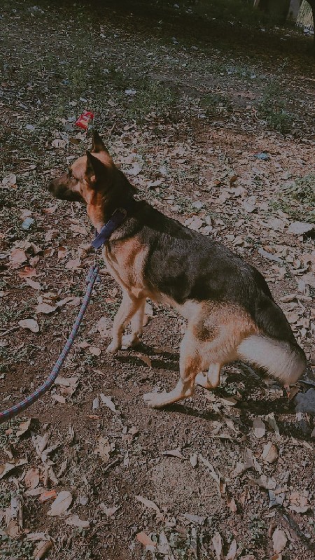 gsd female