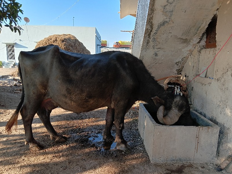 જાફરાબાદી ભેસ