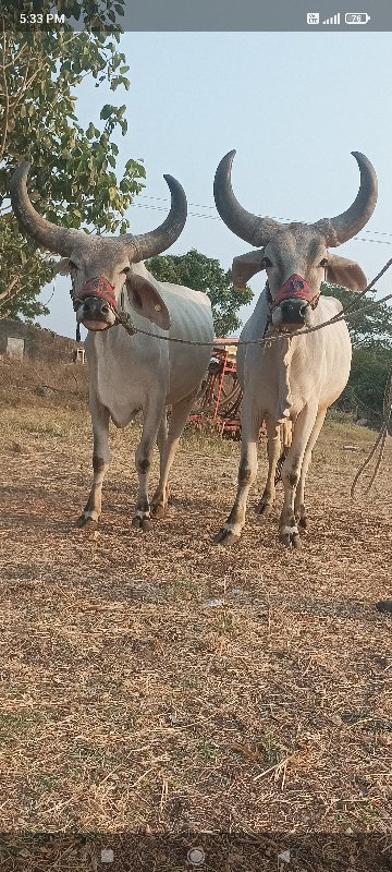 ગોઢલા વેચવાના છ...