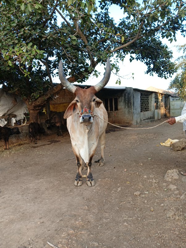 બળદ વેચવાનો છે