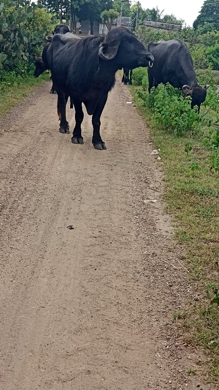 aa pado vechvan...