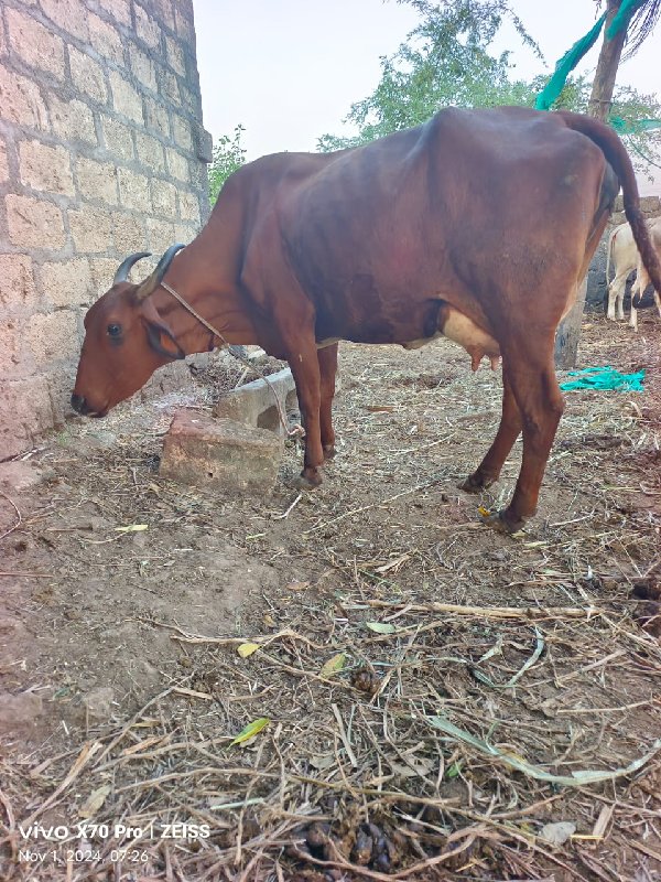 જર્સી ગાય વેચવા...