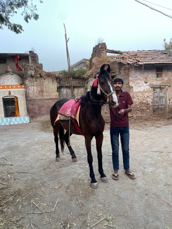 વછેરી તાતકાલ આપ...