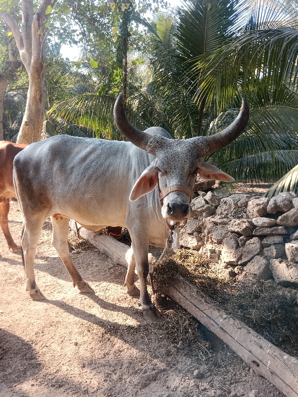 ગાય વેચવાની છે...