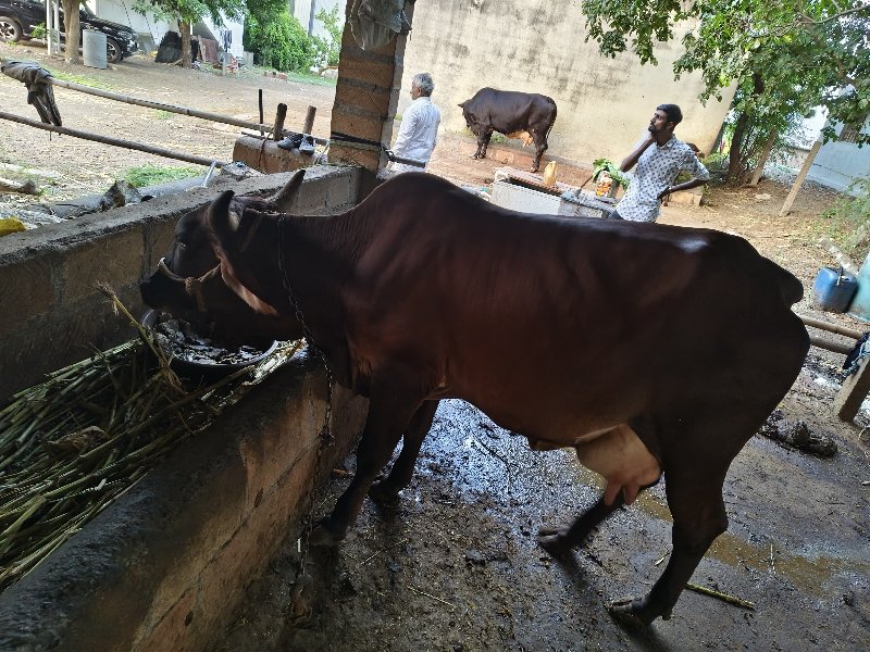 ગાય વેચવાની છે