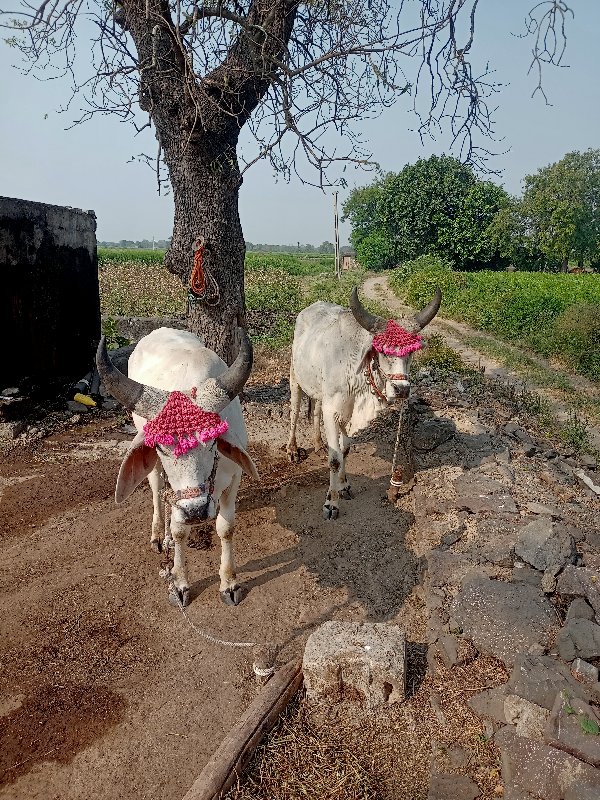 ગોઢલા વેચવા ના...