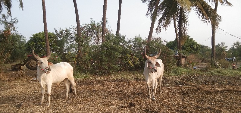 ગોઢલા વેચવાના છ...