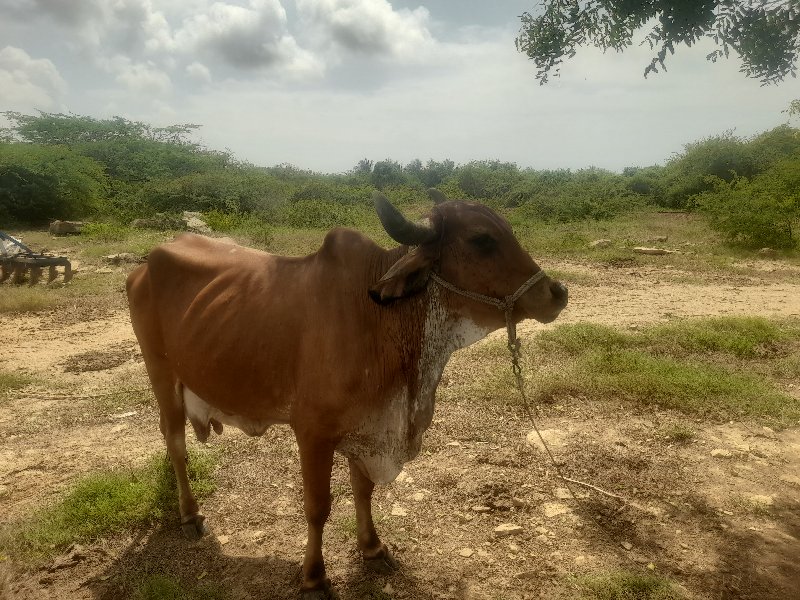 ગાય વેચવાની છે