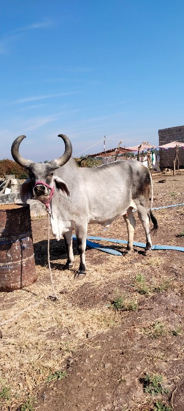 વેચ વાની છે