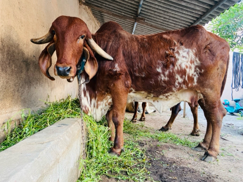 દેસી ગાય __ગીર...