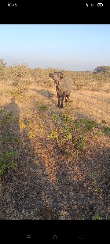 આ પડો વેચવાનો છ...