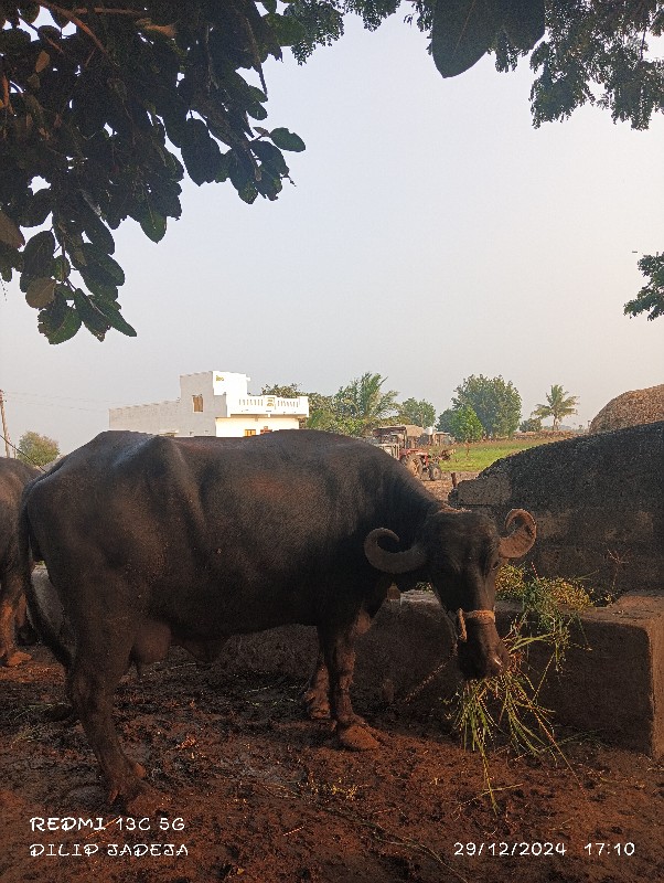 ભેસ વેચવાની છે