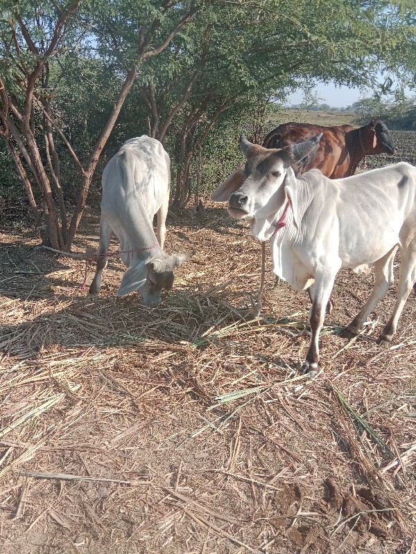 ગોઠલા