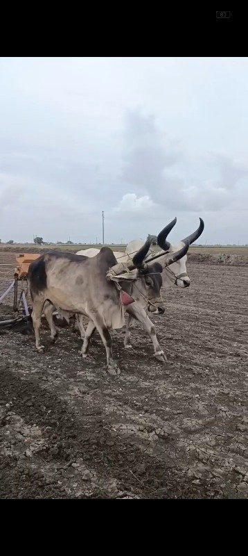 વેંચવાના છે