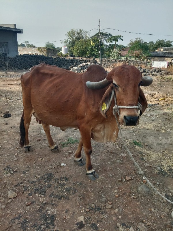 ગાય વેચવાની છે