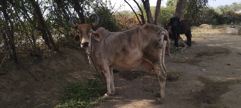 ગાય વેચવાની છે